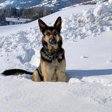 Hotel Garni Wieshof Kirchberg in Tirol