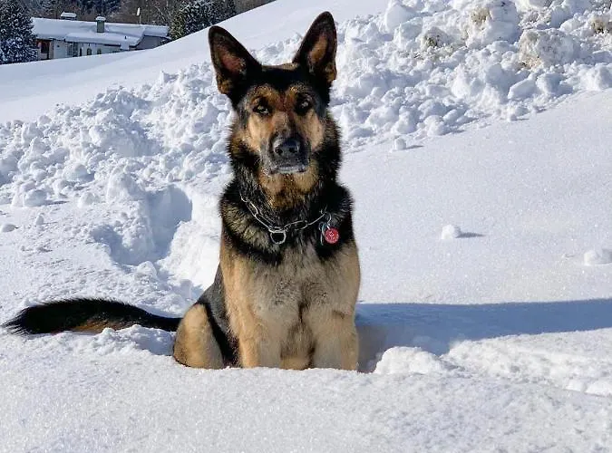 Hotel Garni Wieshof Kirchberg in Tirol
